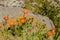 Orange Hawkweed (hieracium)