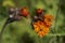 Orange hawkweed Hieracium aurantiacum