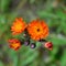 Orange Hawkweed (Hieracium aurantiacum) Flower Detail