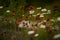 Orange hawkweed in Northern Wisconsin