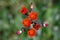 Orange Hawkweed overhead straight down