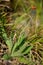 Orange hawkweed (Pilosella aurantiaca)