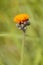 Orange hawkweed - Pilosella aurantiaca