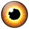 Orange, hazel iris eye realistic vector set design isolated on