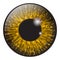 Orange, hazel iris eye realistic vector set design isolated on