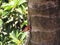Orange headed and black dot on neck ,Oriental garden lizard on a tree(Selective focus)