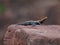 A orange headed lizard having selective focus and shallow depth of field standing on the rock.