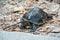 Orange Headed Temple Terrapin or Giant Asian Pond Turtle