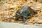 Orange Headed Temple Terrapin or Giant Asian Pond Turtle