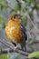 Orange-headed thrush