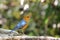 Orange Headed Thrush