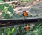 Orange-headed Thrush