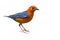 Orange headed Thrush Bird
