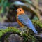 Orange-headed Thrush Bird