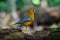 Orange-headed thrush Geokichla citrina