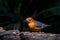 Orange-headed Thrush Geokichla citrina Bird