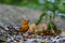 Orange headed Thrush  stand in the rain forest