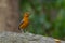 Orange headed Thrush  stand in the rain forest