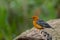 Orange headed Thrush  stand in the rain forest