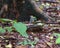 Orange-headed thrush standing on a rock on the forest floor