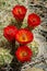 Orange Hedgehog Cactus Flowers