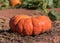 Orange Heirloom Pumpkin in red clay