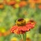 Orange helenium autumnale flowers