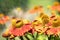 Orange helenium autumnale flowers