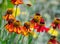 Orange helenium sneezeweed in flower bloom at a botanical garden.