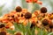 Orange helenium sneezeweed 'Sahin's Early Flowerer' in flower