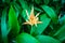 Orange Heliconia blossom Flower in the middle Dark Tropical Foliage green leaves Background