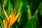 Orange Heliconia Flower in Green Blurred Background