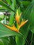 Orange heliconia flowers