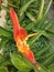 orange heliconia plant, a beautiful plant taken from the top corner