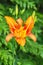 Orange Hemerocallis