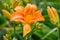 Orange Hemerocallis