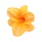 Orange hemerocallis day-lily isolated on a white