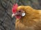 Orange hen with pale pink bill, red comb, orange feathers and white ear lobes in a chicken coop