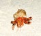 Orange Hermit Crab