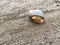 A orange hermit crab in a black shell curled up for protection on a sandy beach