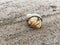 A orange hermit crab in a black shell looking curious outside the shell on a sandy beach