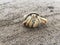 A orange hermit crab in a black shell walking along a sandy beach