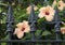 Orange hibiscus blooms behind a metal ornate fence in Sorrento, Italy