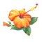 Orange Hibiscus flower.