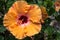 Orange Hibiscus, Hawaii