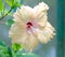 Orange hibiscus, tropical flower.