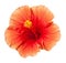 Orange Hibiscus Tropical Flower Isolated