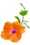 Orange Hibiscus,Tropical flower on white