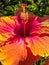 Orange hibiscus. Tropical nice flower.