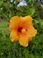 Orange hibiscus in upcountry Maui hawaii